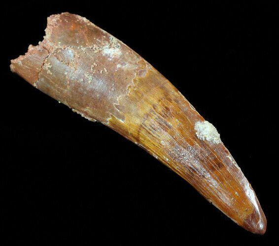 Excellent, Spinosaurus Tooth - Quality Tooth #50488